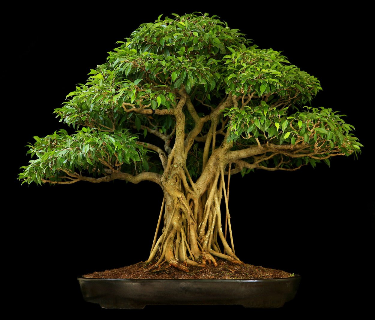 Ficus religiosa бонсай