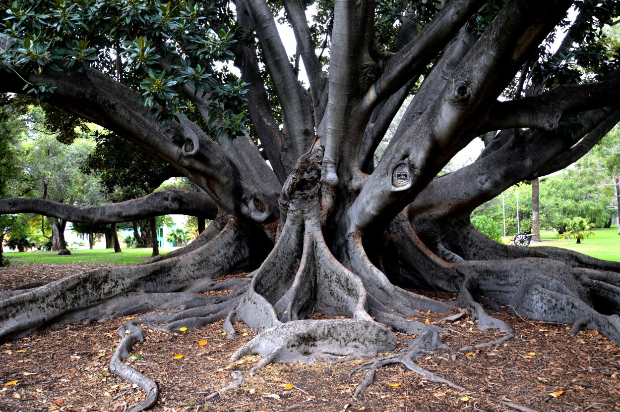 Ficus macrophylla roots River