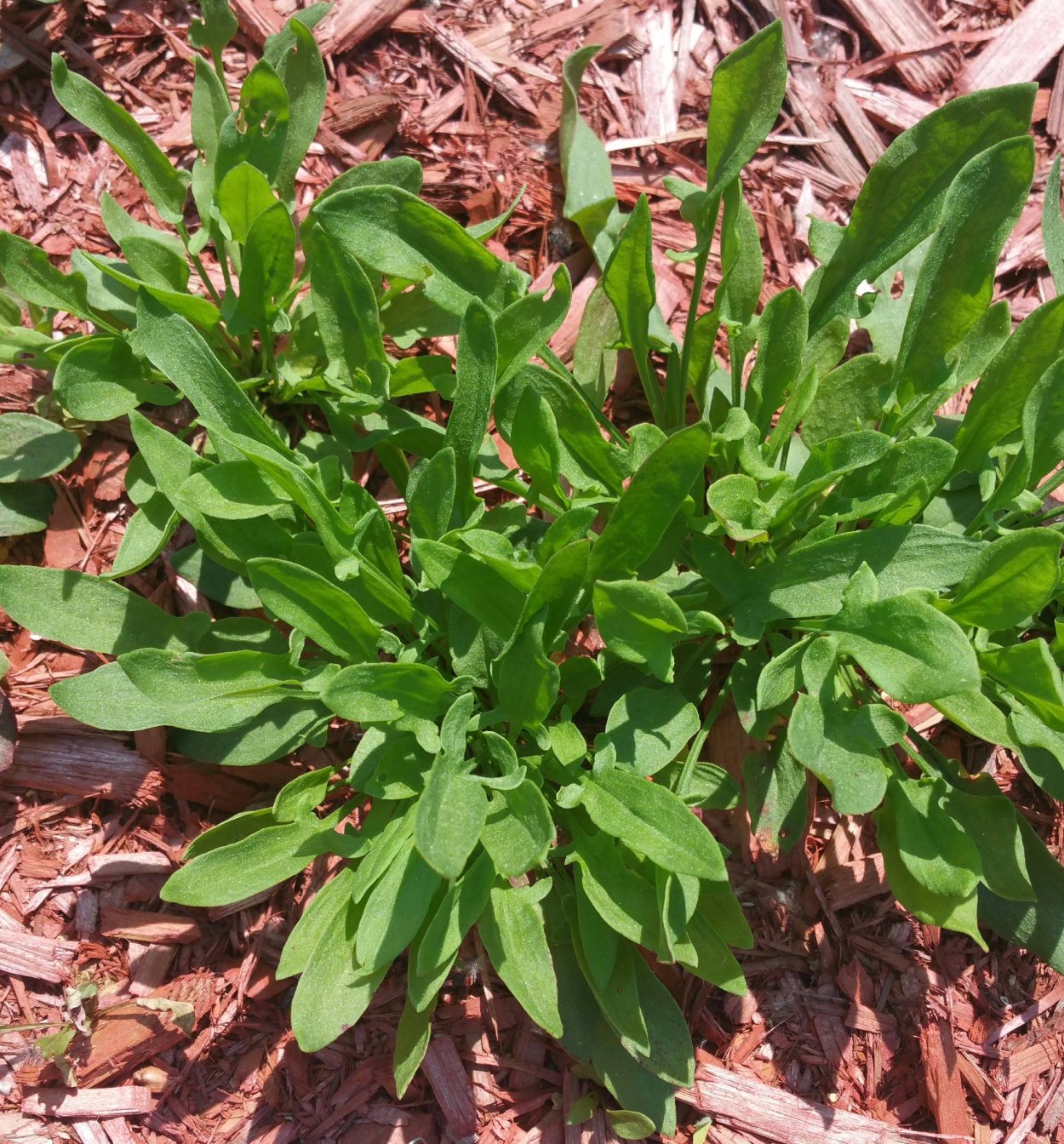 Сумочник Пастуший, или пастушья сумка