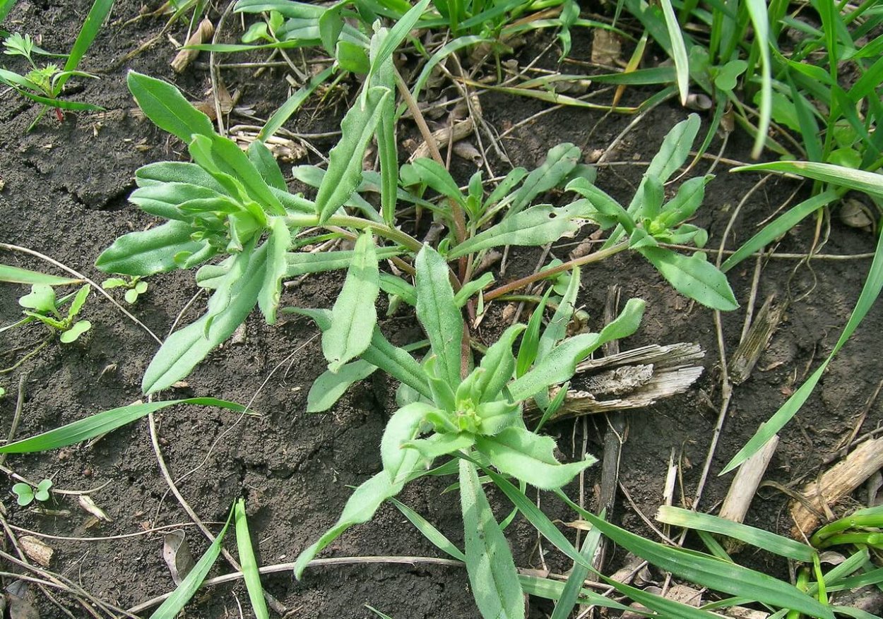 Молочай приземистый распростертый