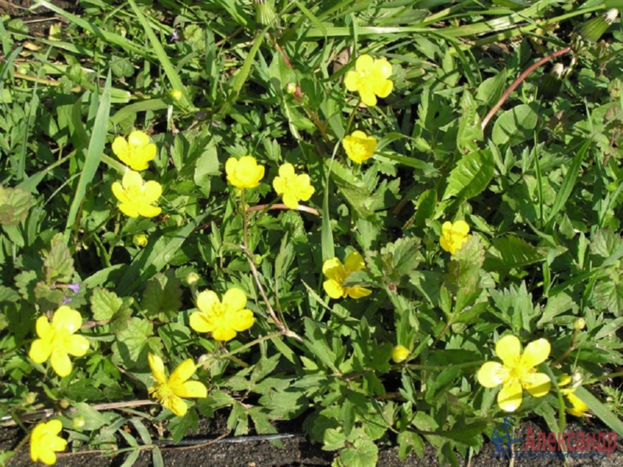 Ежа сборная (Dactylis glomerata)