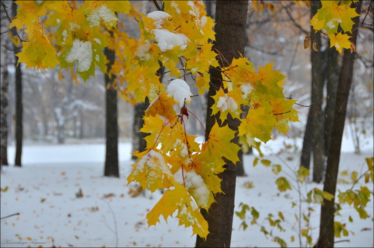 Поздняя осень деревья