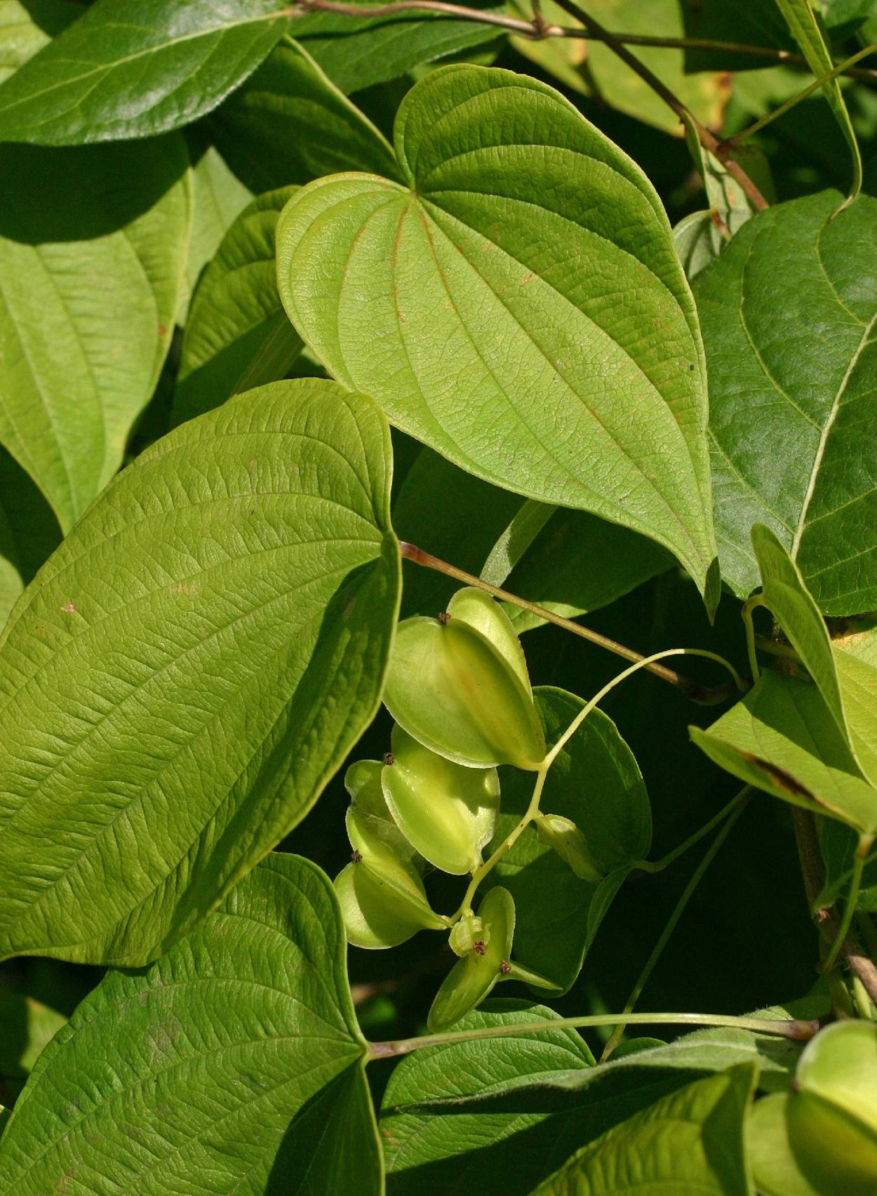 Dioscorea quinqueloba