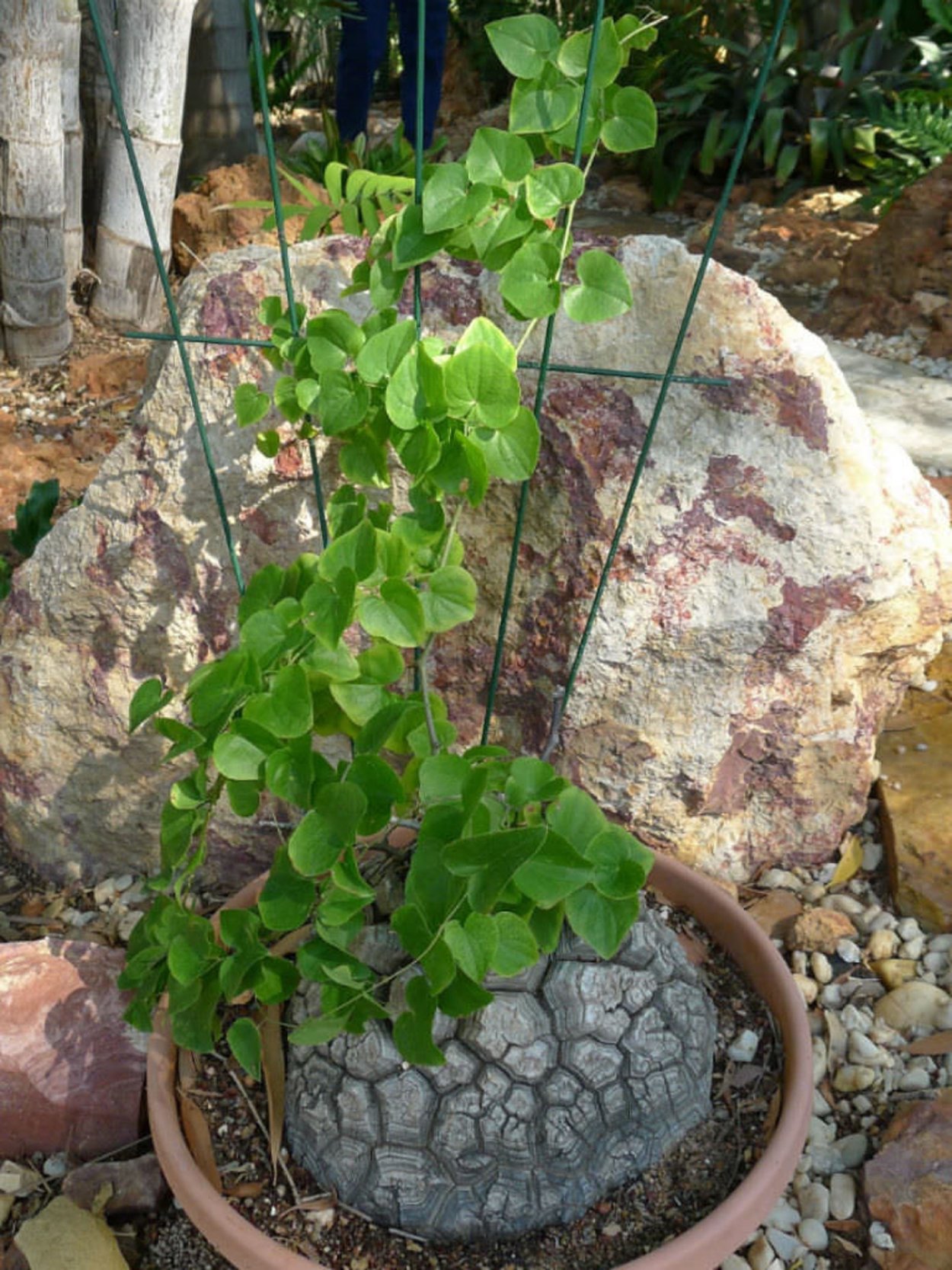 Корень диоскореи кавказской
