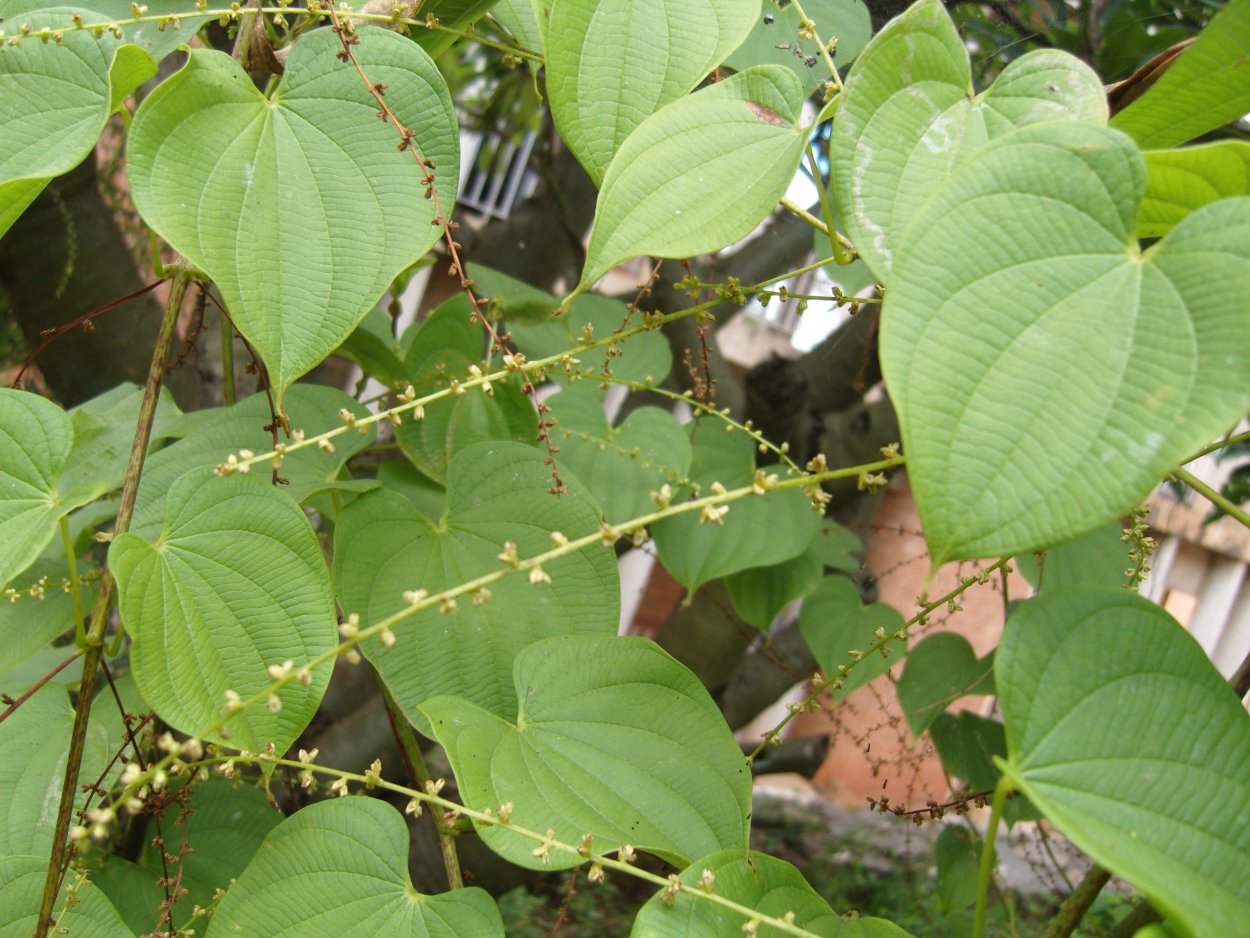 Trigonella и Dioscorea