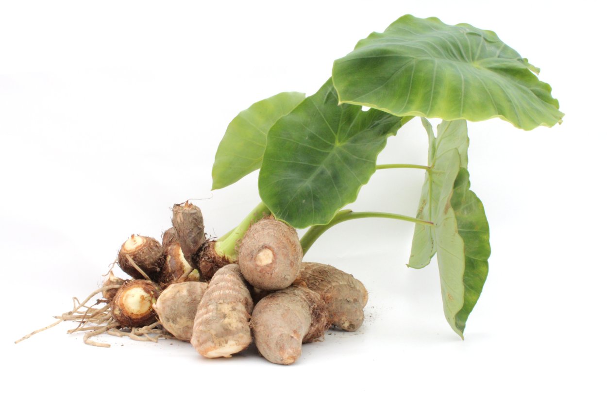 Dioscorea rotundata