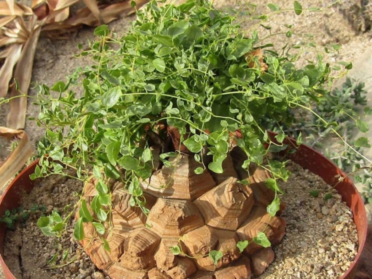Диоскорея Кавказская Лиана