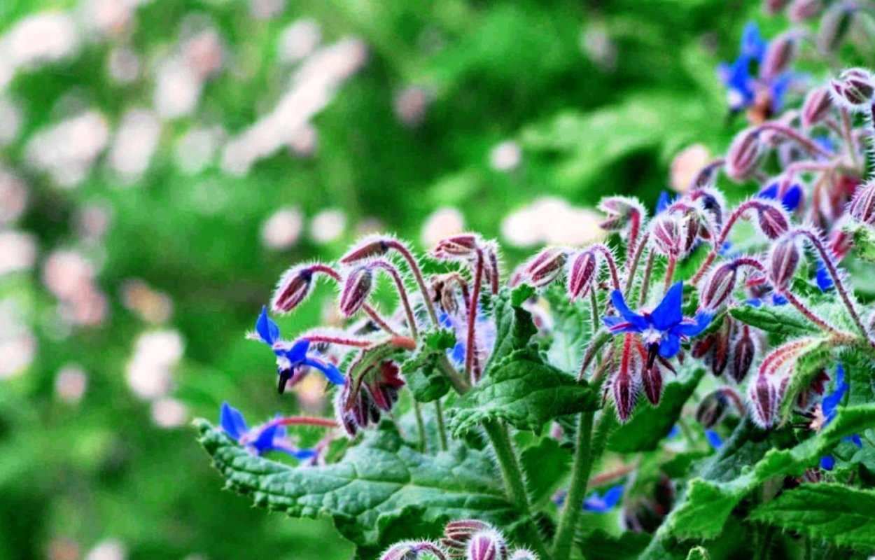 Огуречная трава (Borago officinalis), или бурачник, огуречник