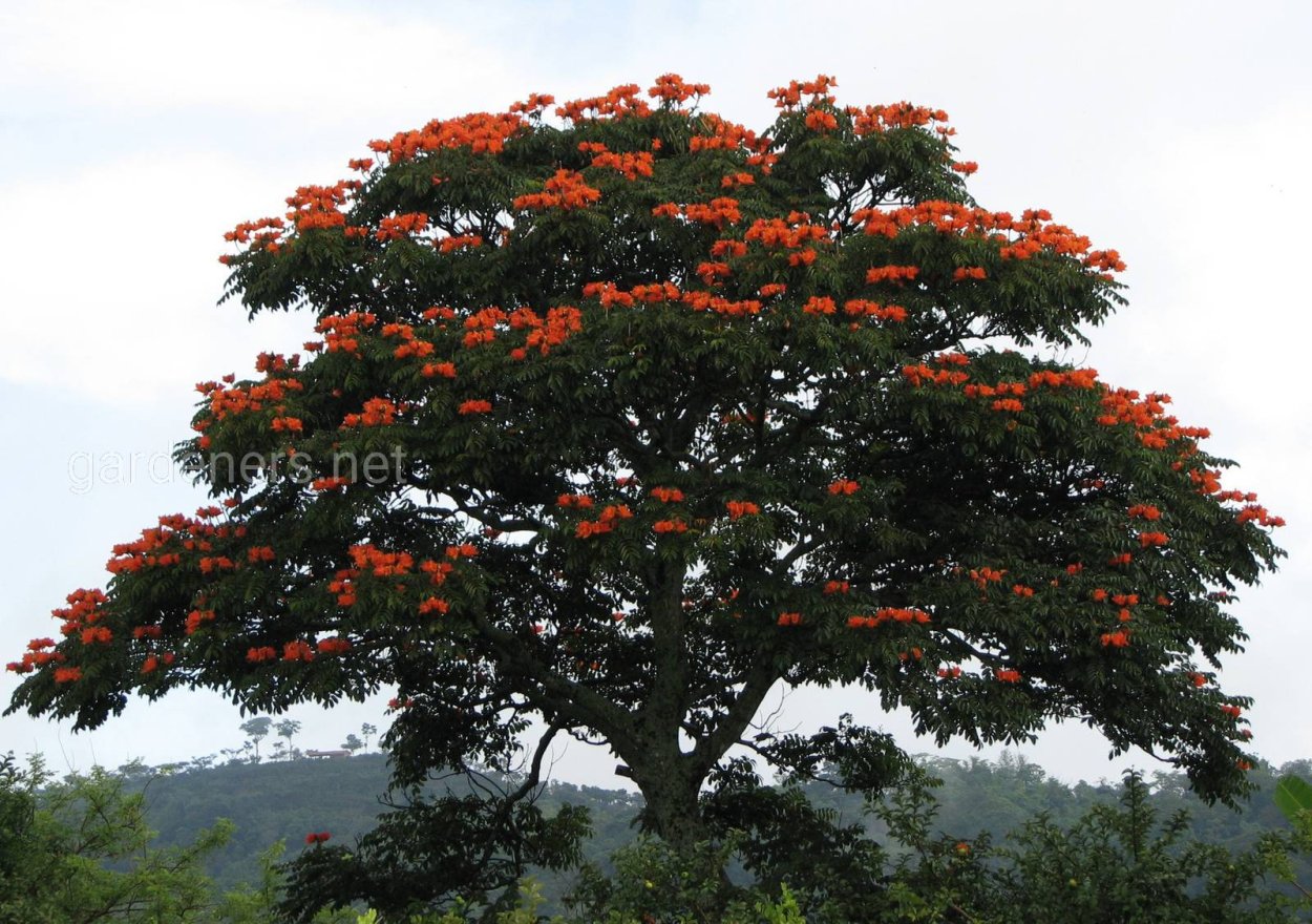 African Red цветок