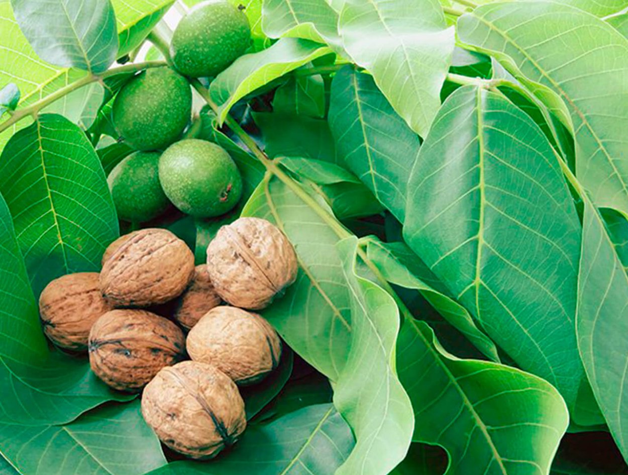 Орех грецкий (Juglans Regia)
