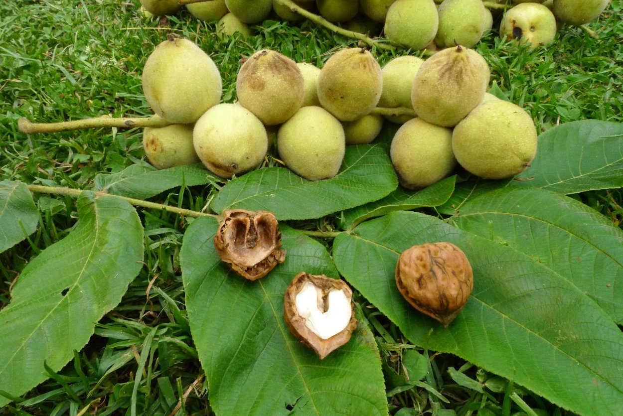 Орех маньчжурский (Juglans mandshurica)