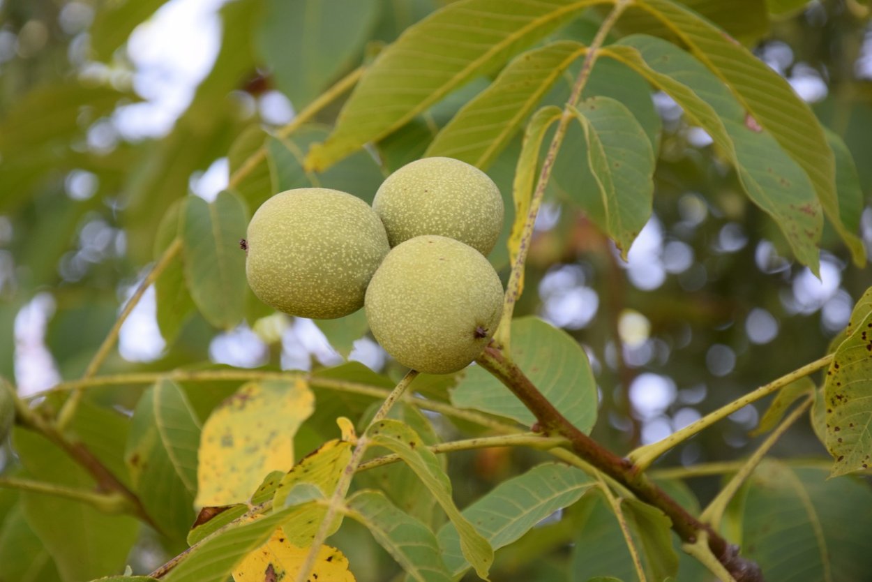 Орех грецкий Juglans Regia листья
