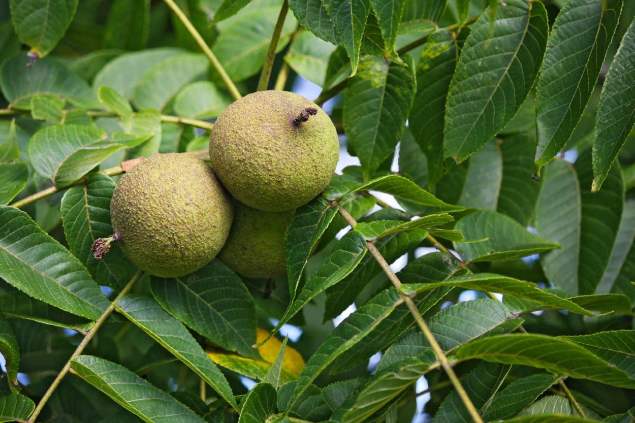 Орех черный, Juglans nigra