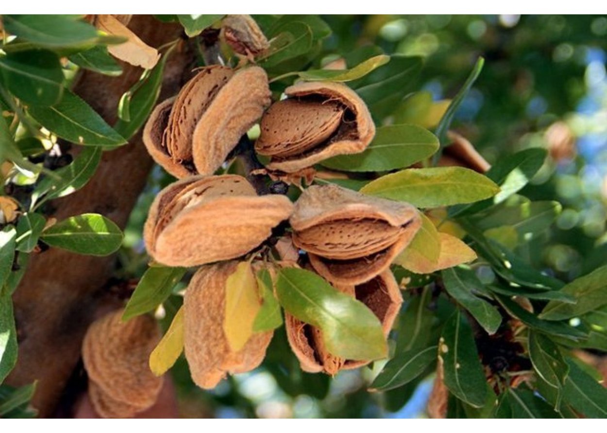 Миндаль орех дерево