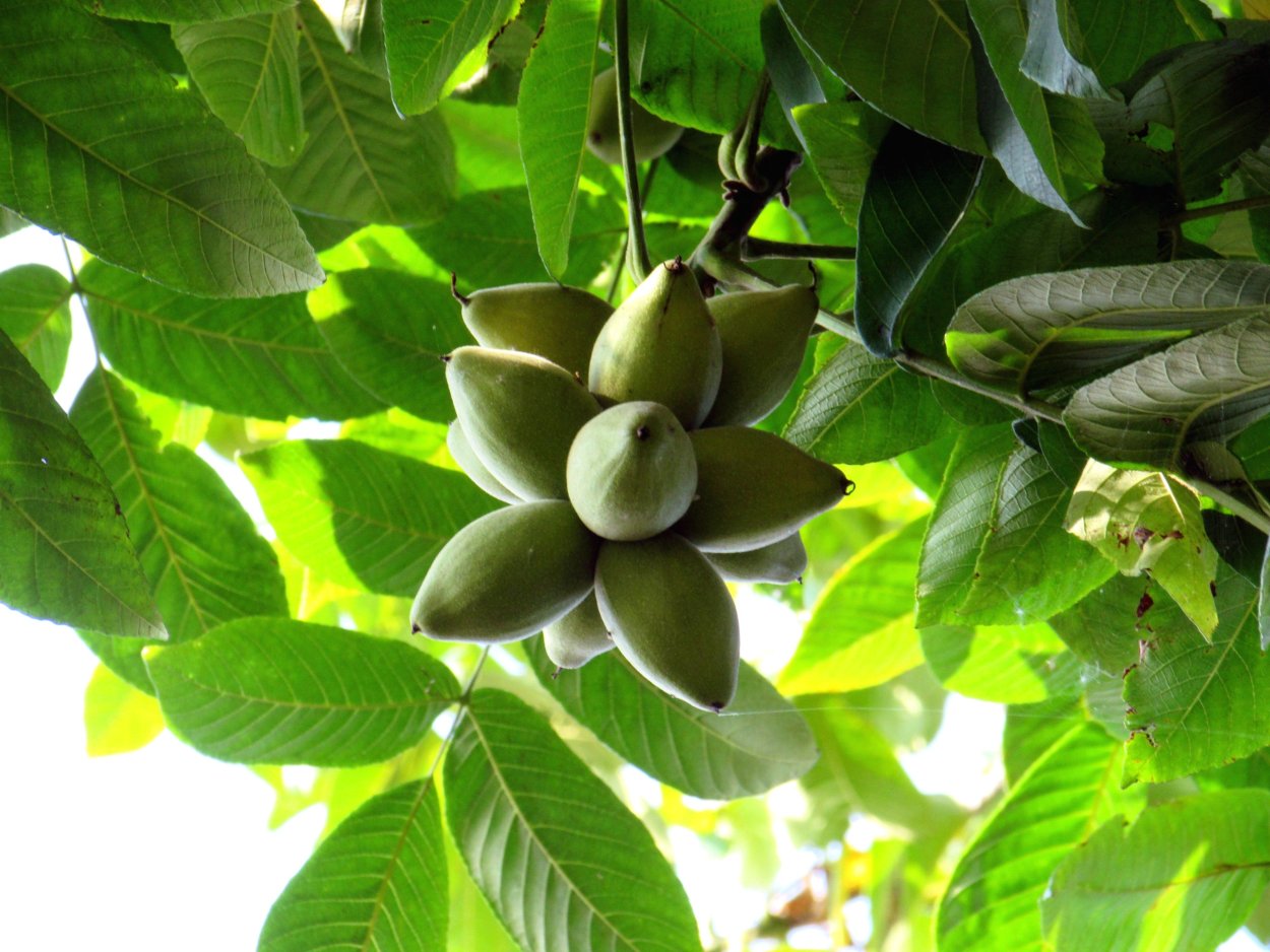 Орех маньчжурский (Juglans mandshurica)