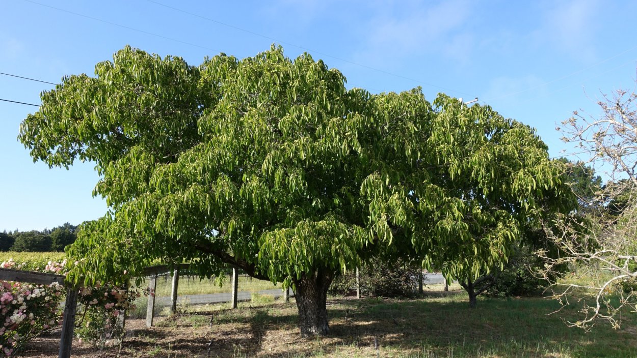Грецкий орех дерево