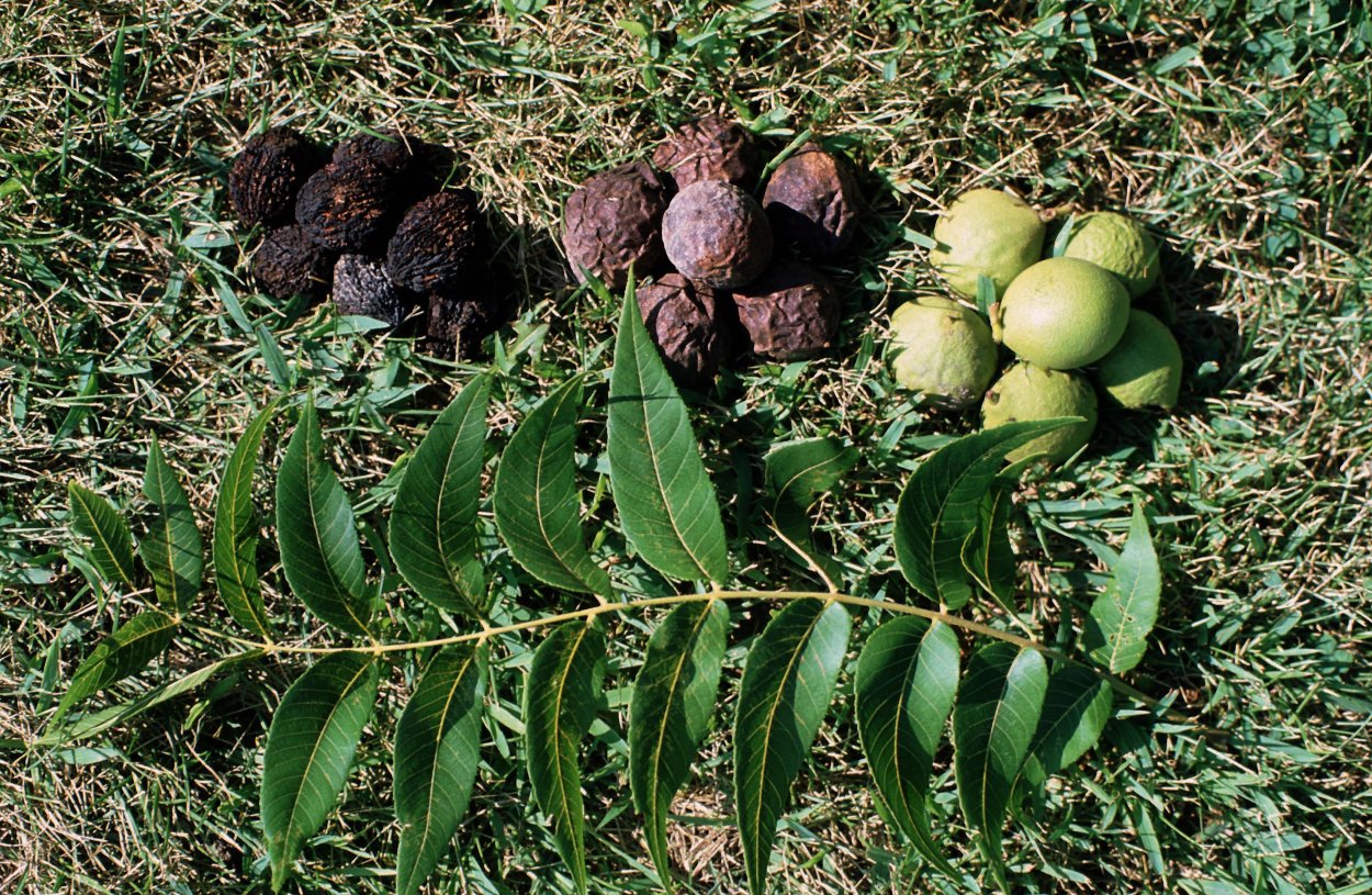 Орех чёрный Juglans nigra дерево