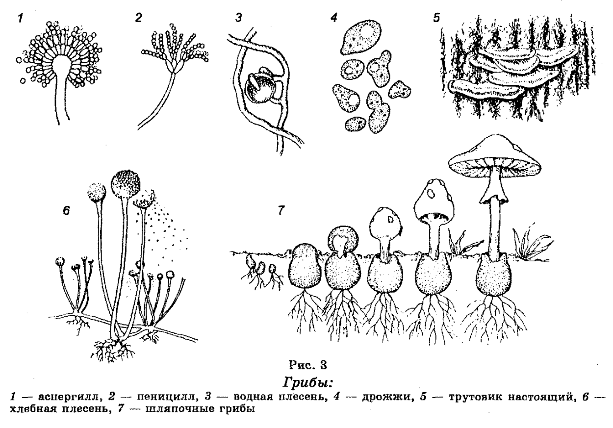 Гриб Trichoglossum hirsutum