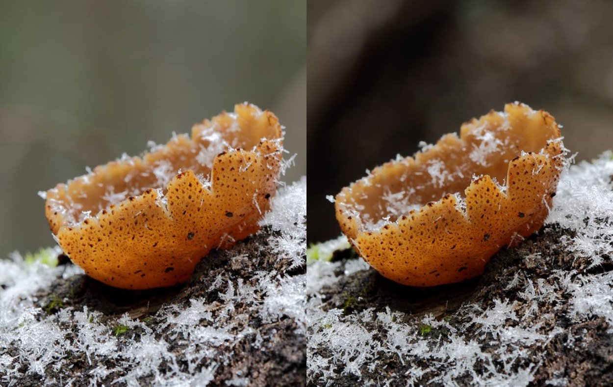 Gyromitra leucoxantha