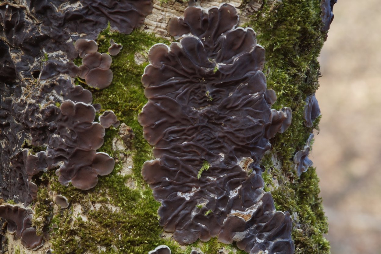 Nectria cinnabarina Нектрия киноварно-красная