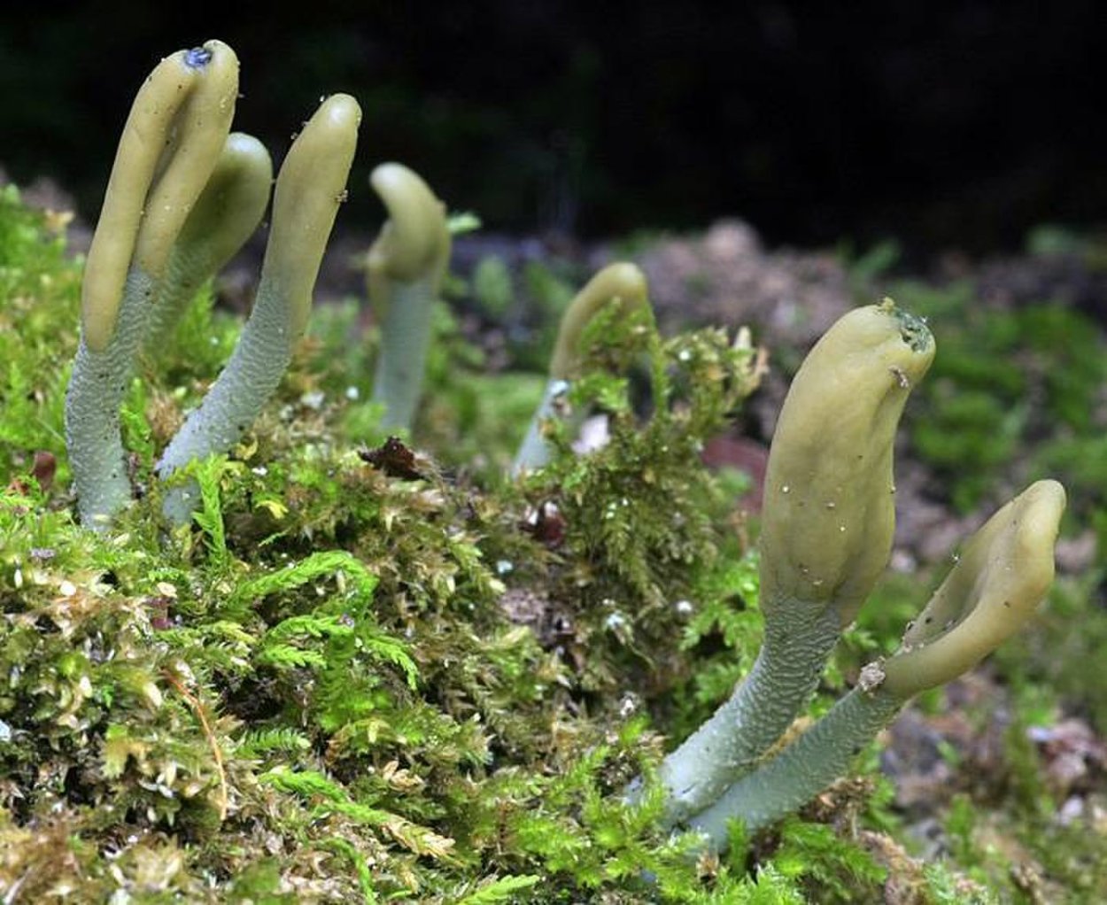 Claviceps purpurea – спорынья пурпурная