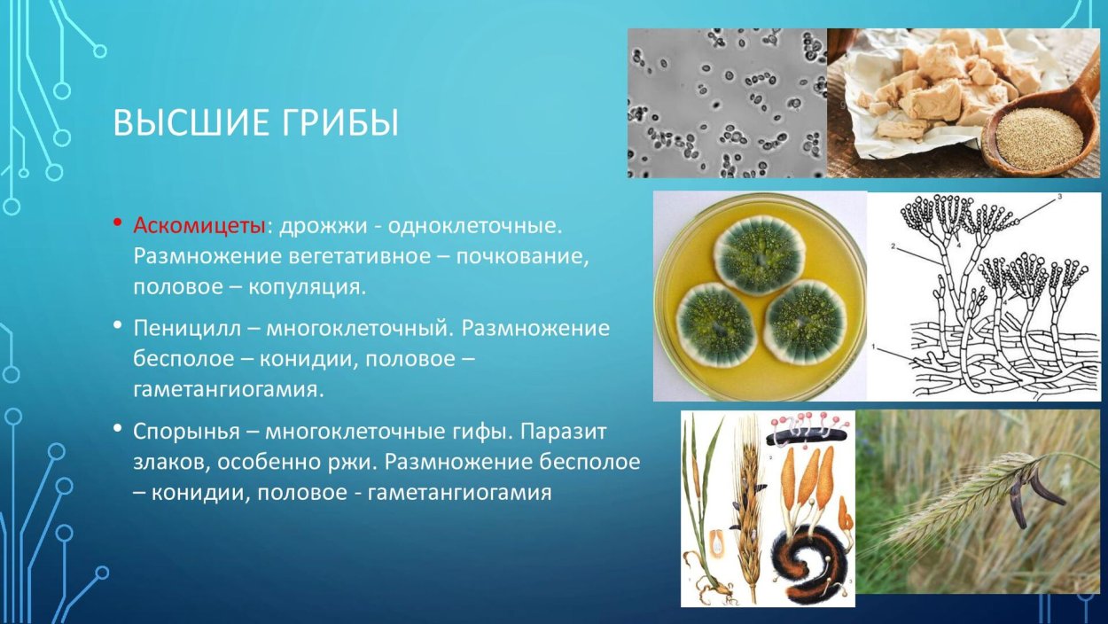 Оранжевая пецица (алеврия оранжевая