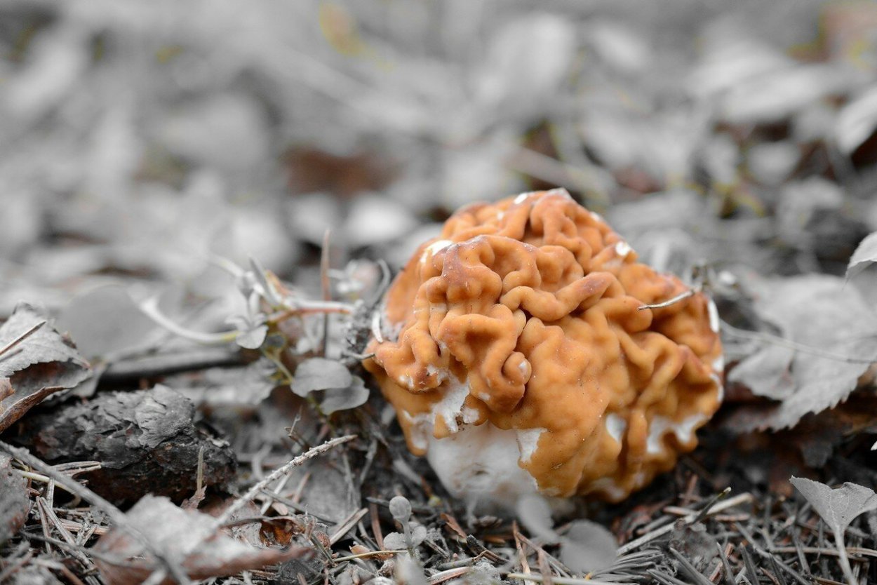 Plants that grow on Mushrooms