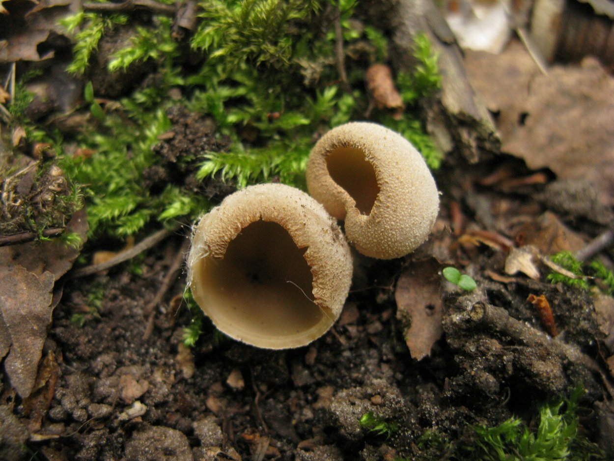 Гриб Nectria cinnabarina