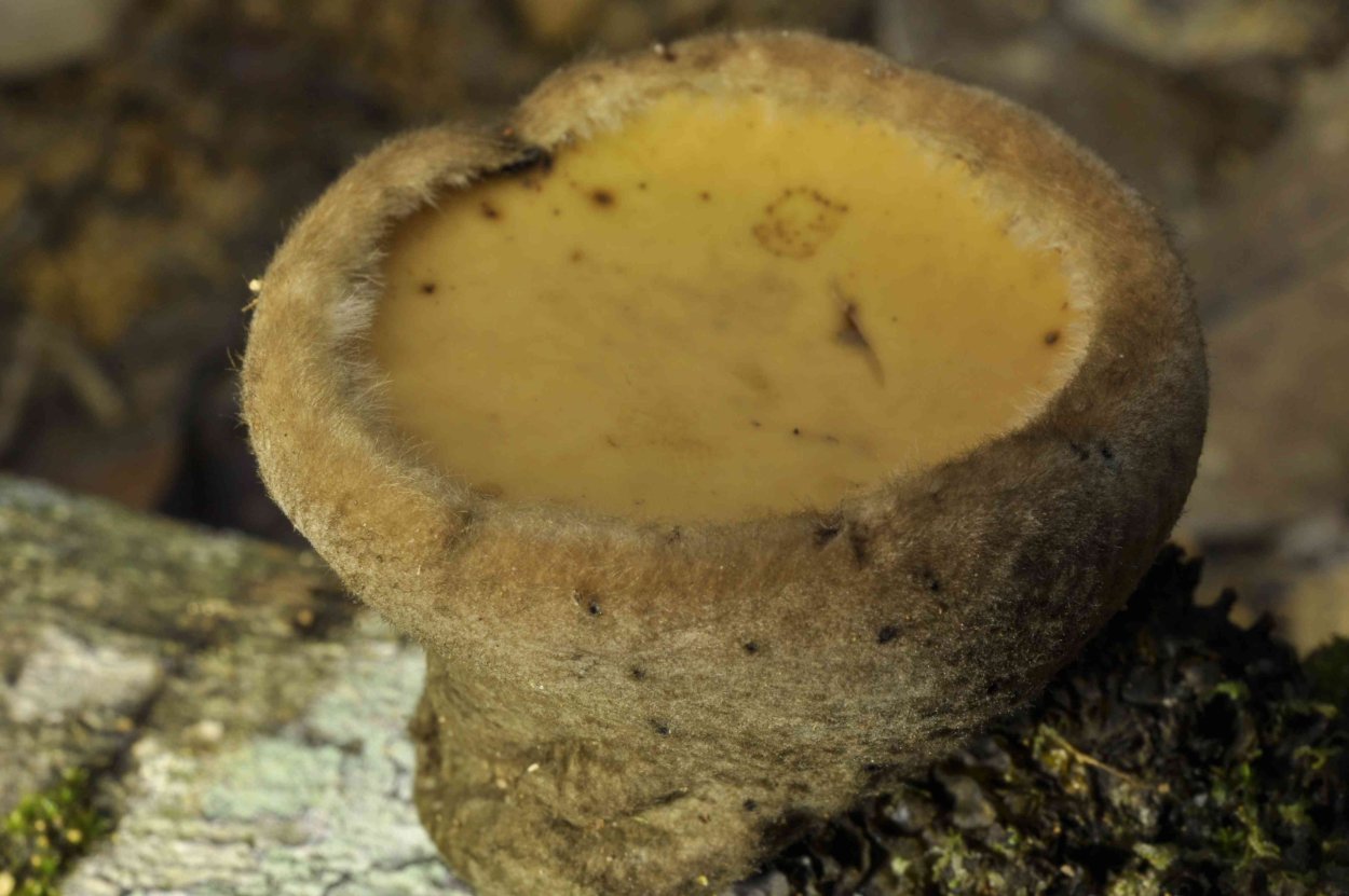 Ascomycota жизненный цикл