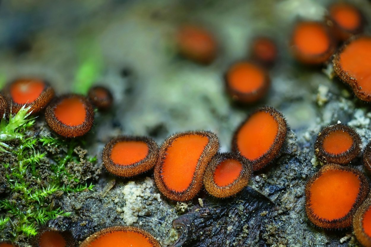 Lasiobelonium mollissimum