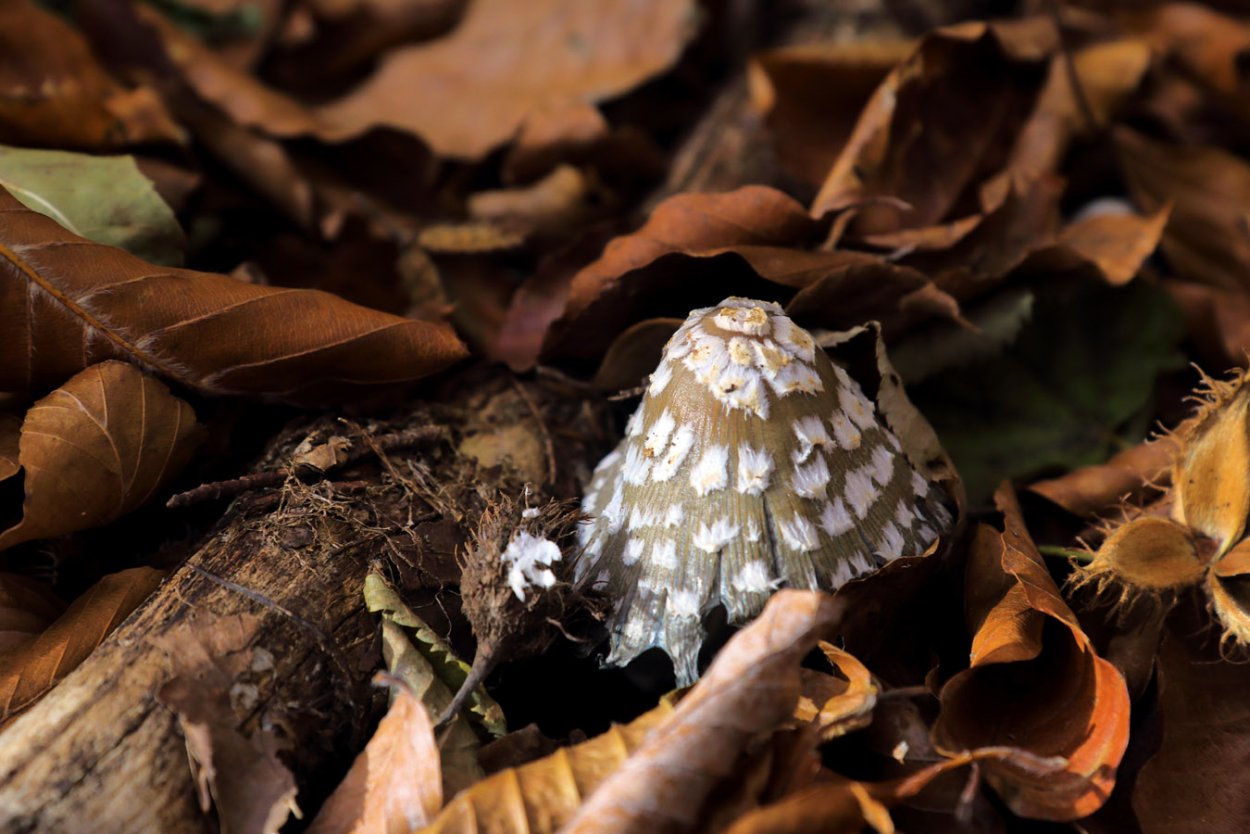 Cortinarius elegantior