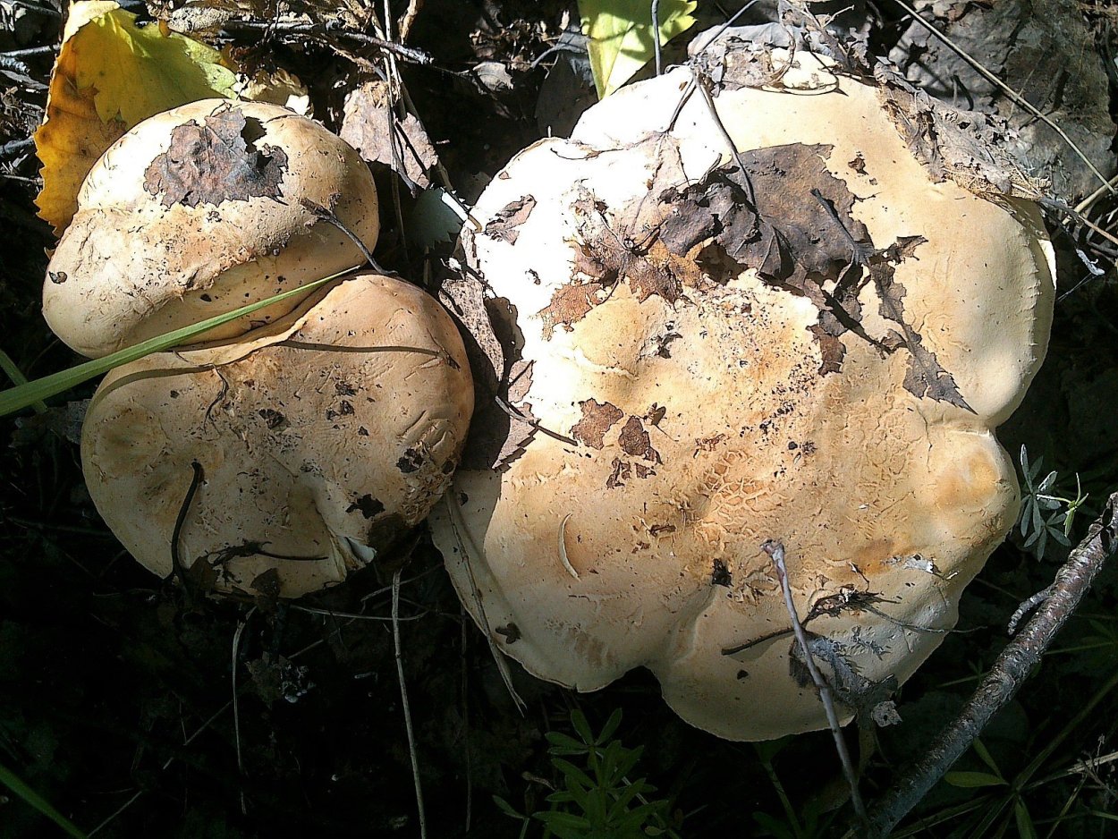 Белосвинуха трёхцветная Leucopaxillus Tricolor