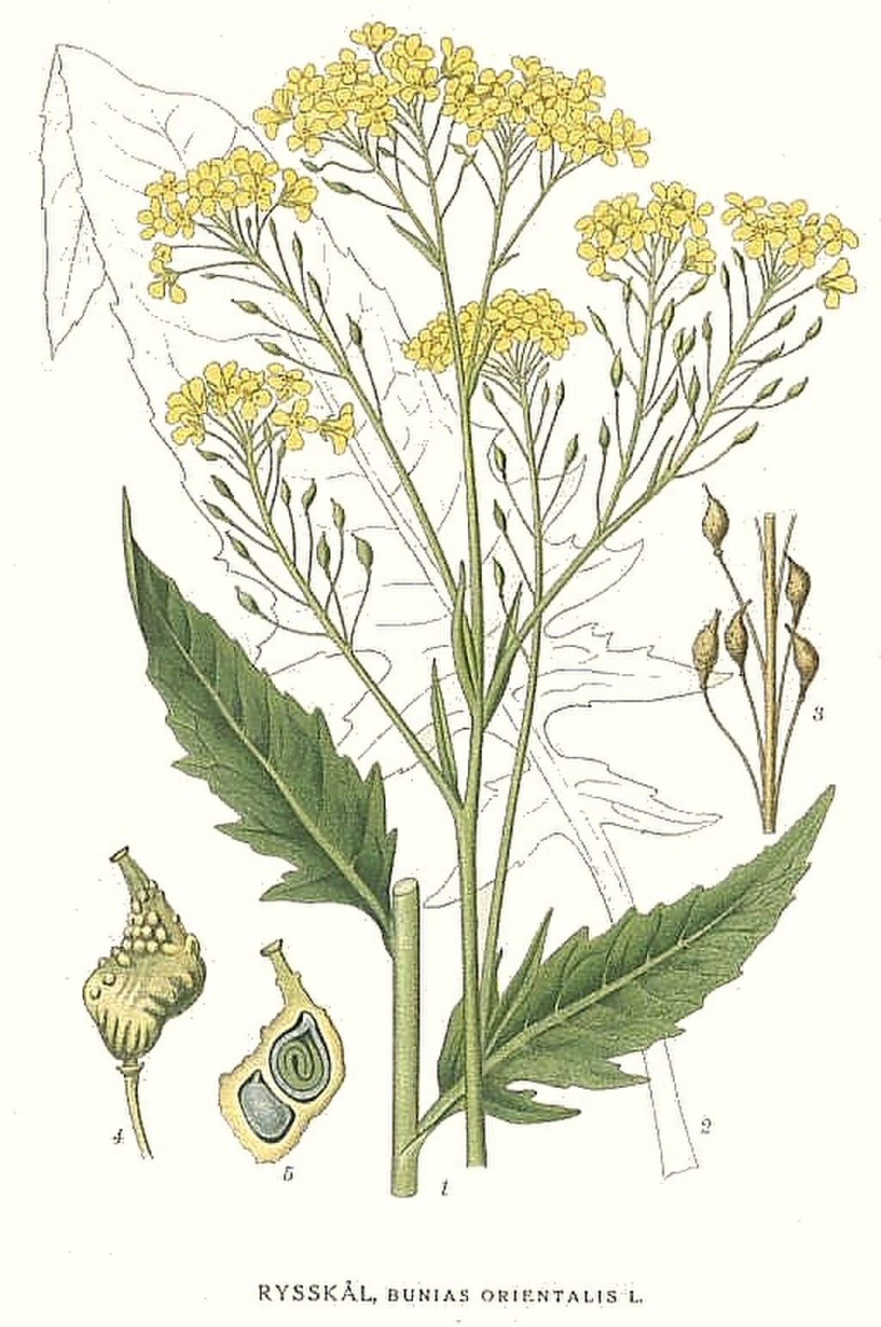Свербига Восточная Bunias orientalis