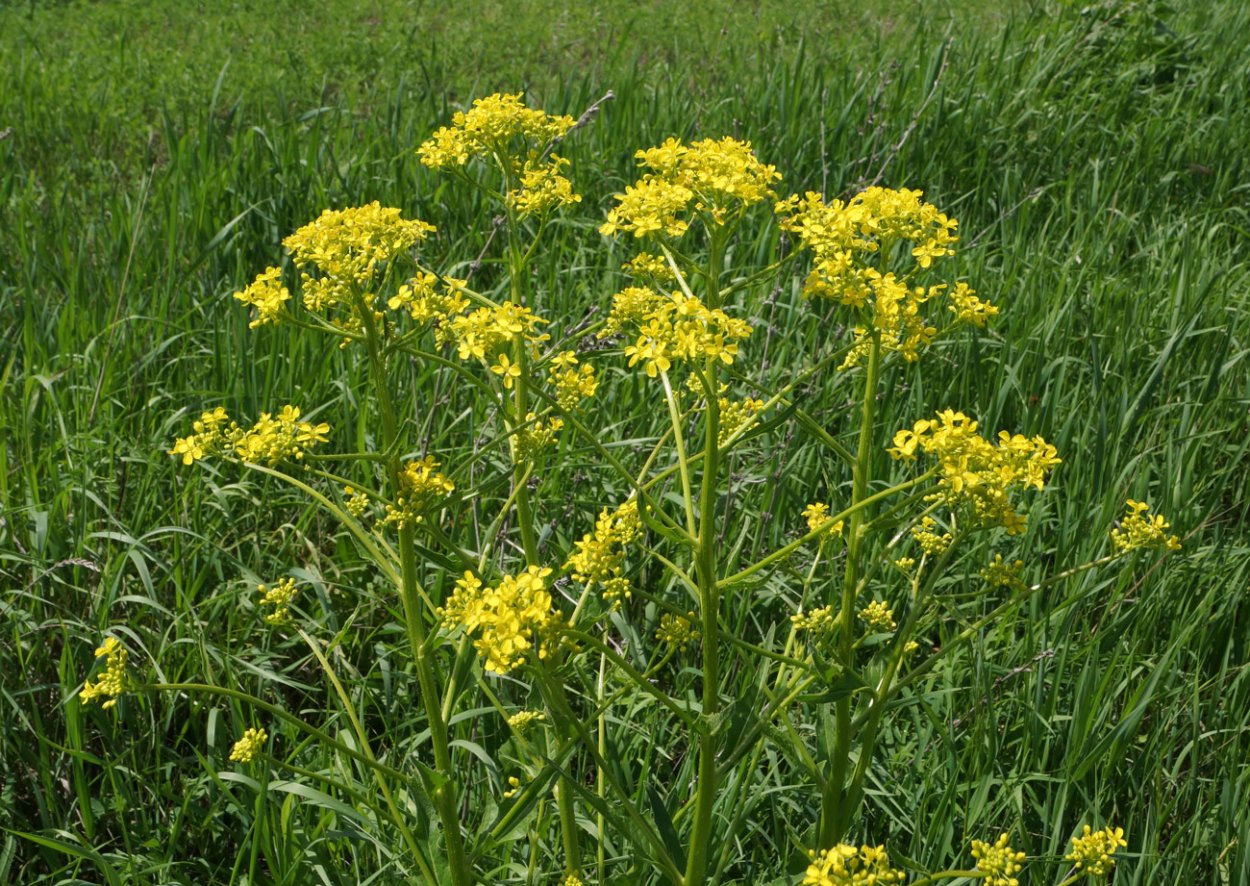Свербига Восточная Bunias orientalis