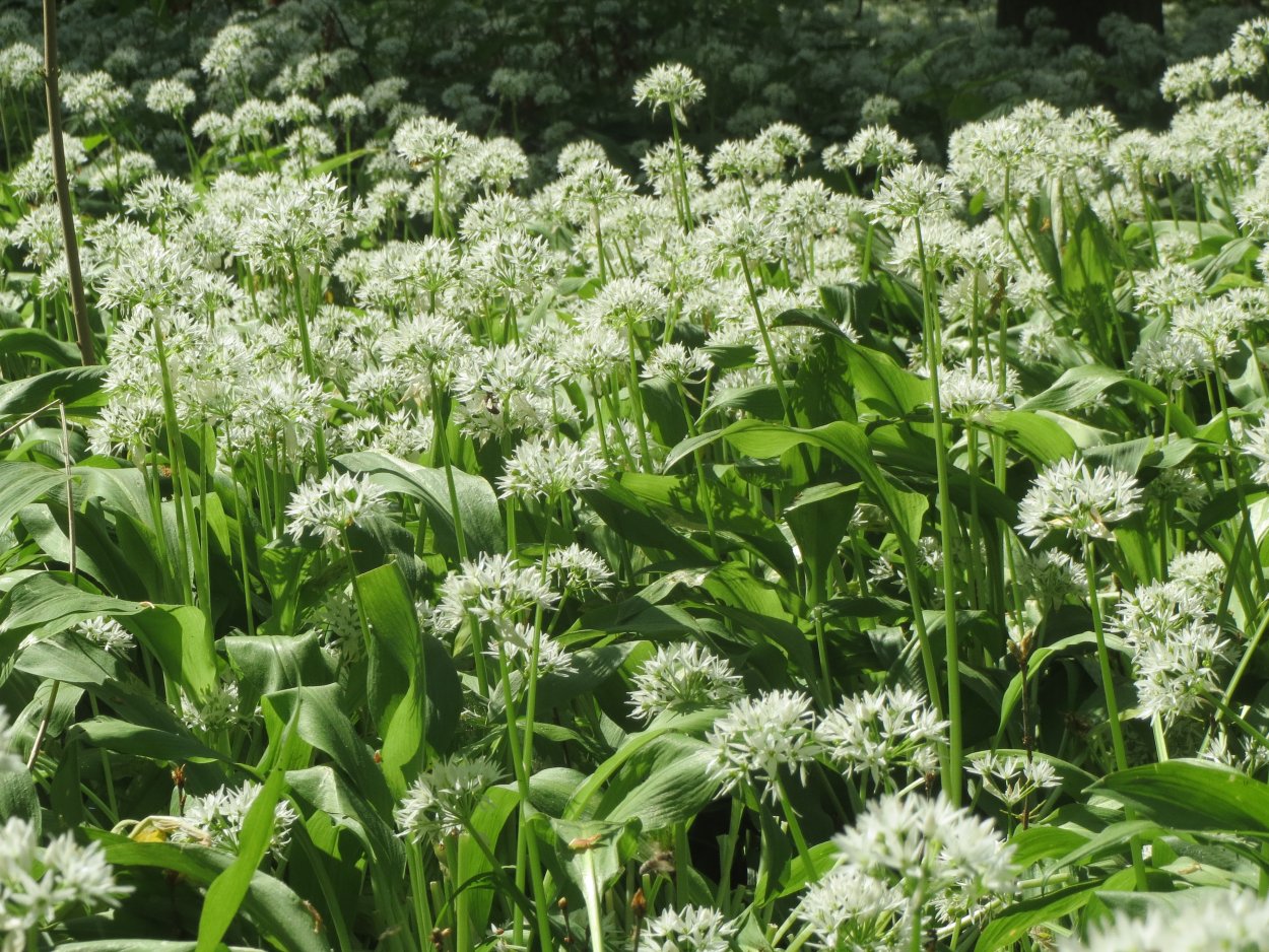 Черемша. Черемша (Медвежий лук). Горная черемша. Черемша (Allium victorialis).