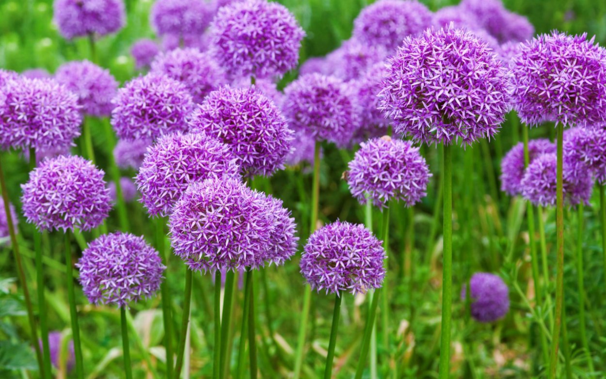 Allium schoenoprasum лук скорода