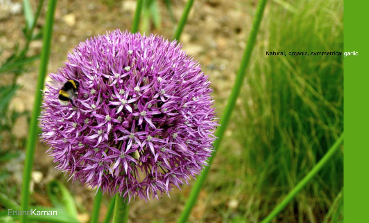 Чеснок посевной (Allium sativum)