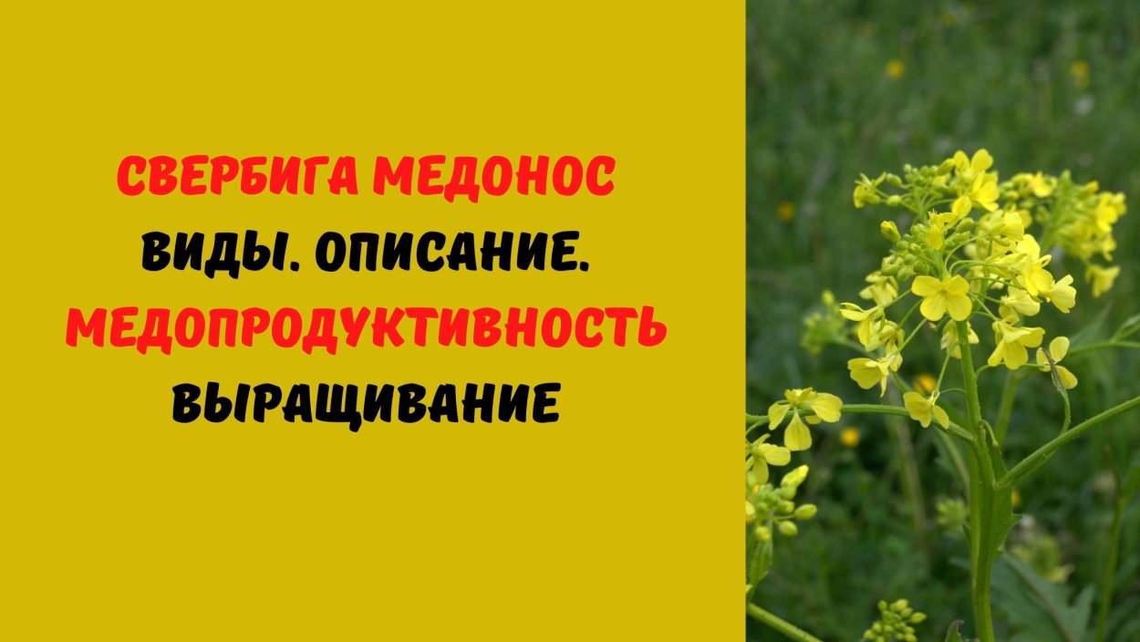 Горчица сарептская (Brassica juncea l.)