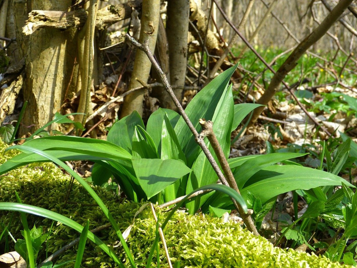 Улитки с черемшой