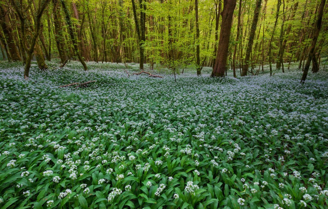 Горная черемша