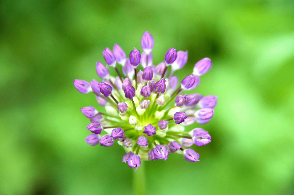 Рябчик Луговой цветок