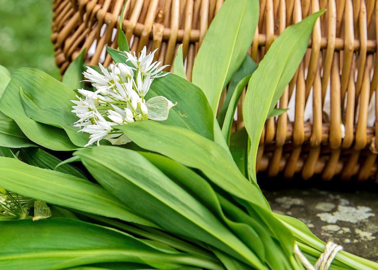 Черемша в Крыму