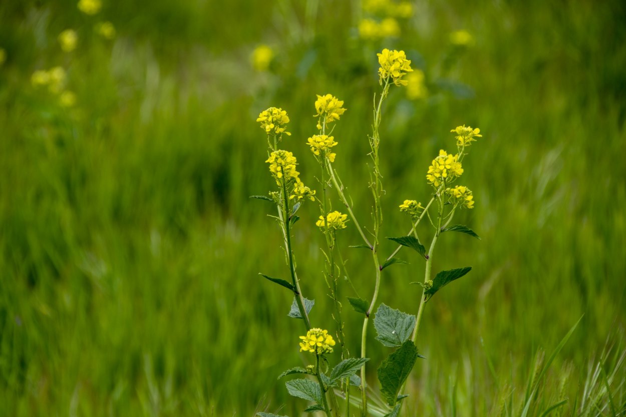 Свербига Восточная Bunias orientalis