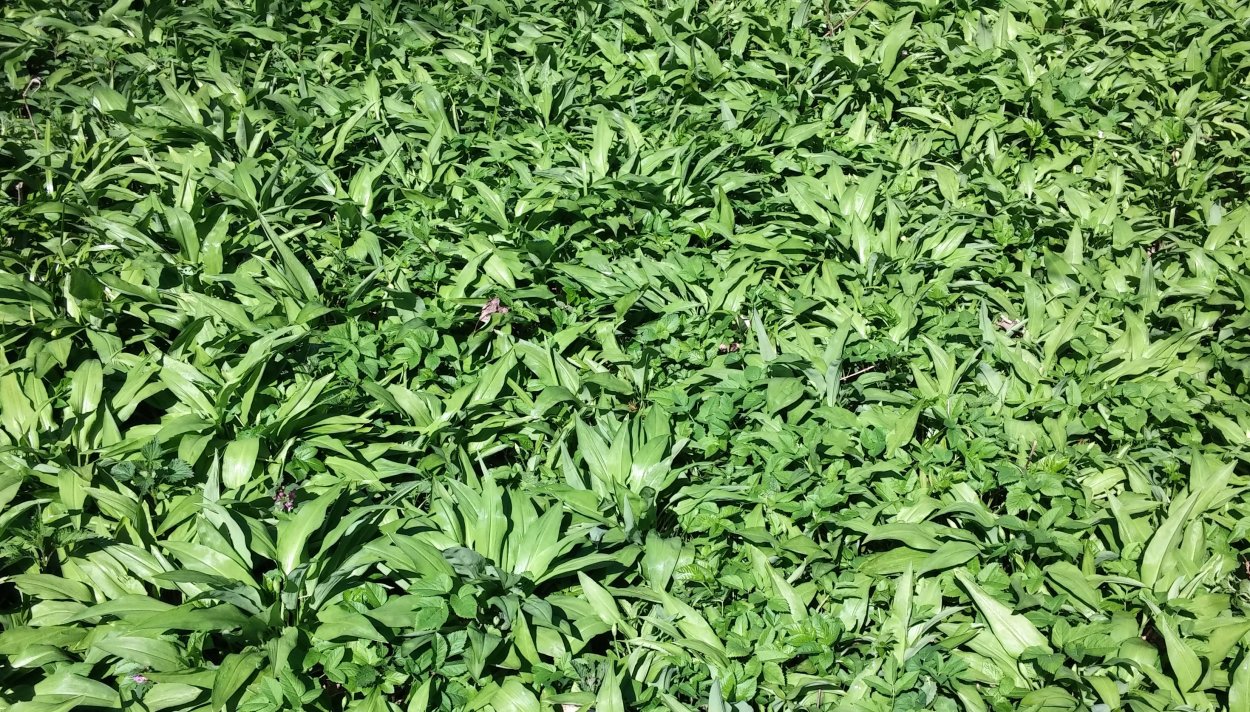 Листья черемши