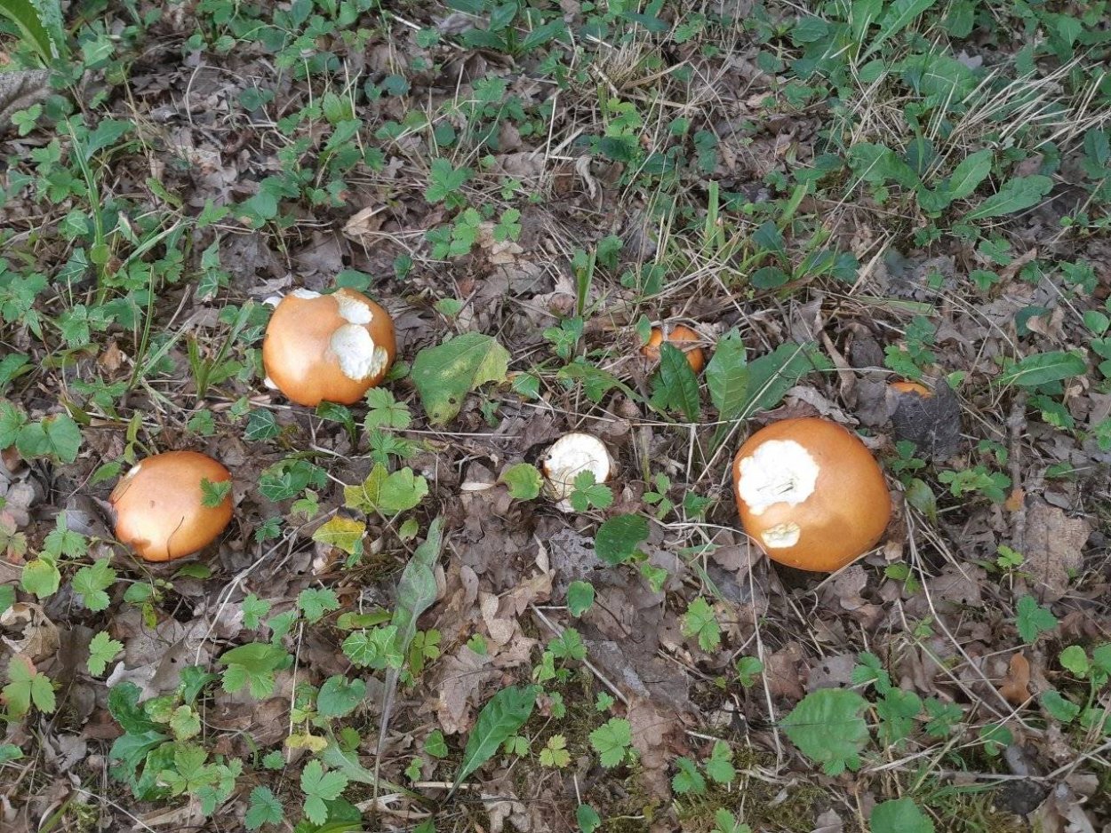 Гигроцибе коническая (Hygrocybe conica)