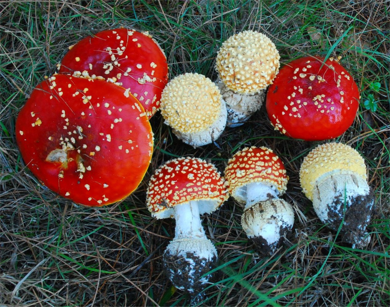 Цезарский гриб Amanita Caesarea