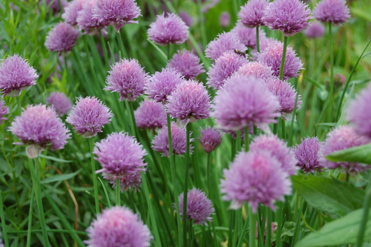 Дикий чеснок сорняк