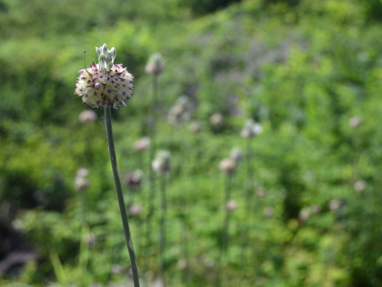 Сарымсак дикий чеснок