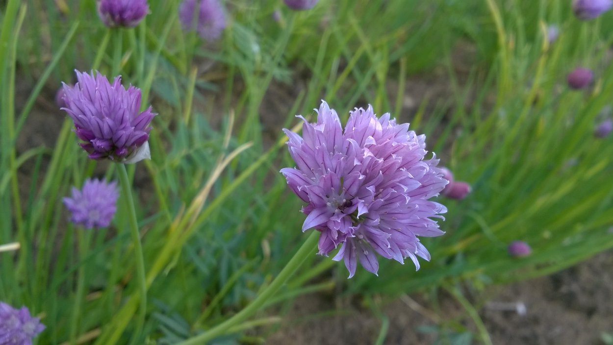 Allium woronowii