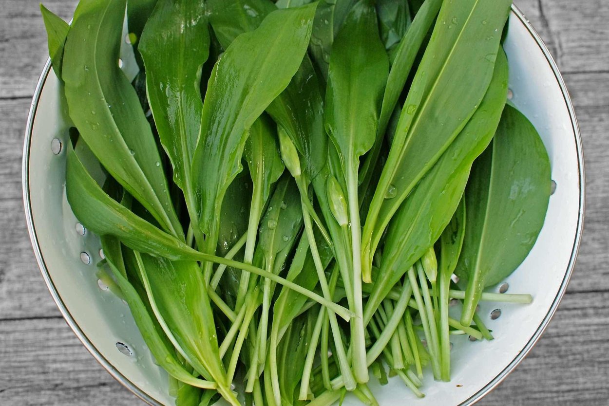 Листья черемши